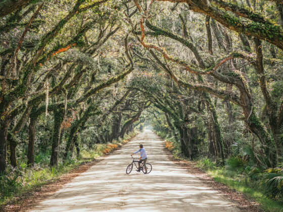 Edisto Island SC Oak Tree Canopy