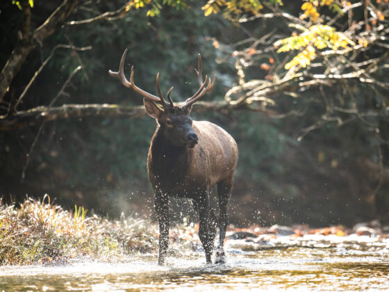 Elk In Great Smoky Mountains National Park