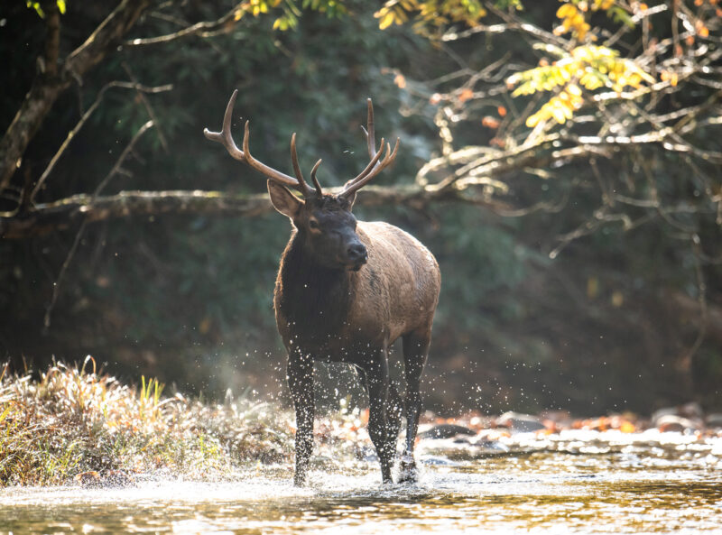 Elk In Great Smoky Mountains National Park