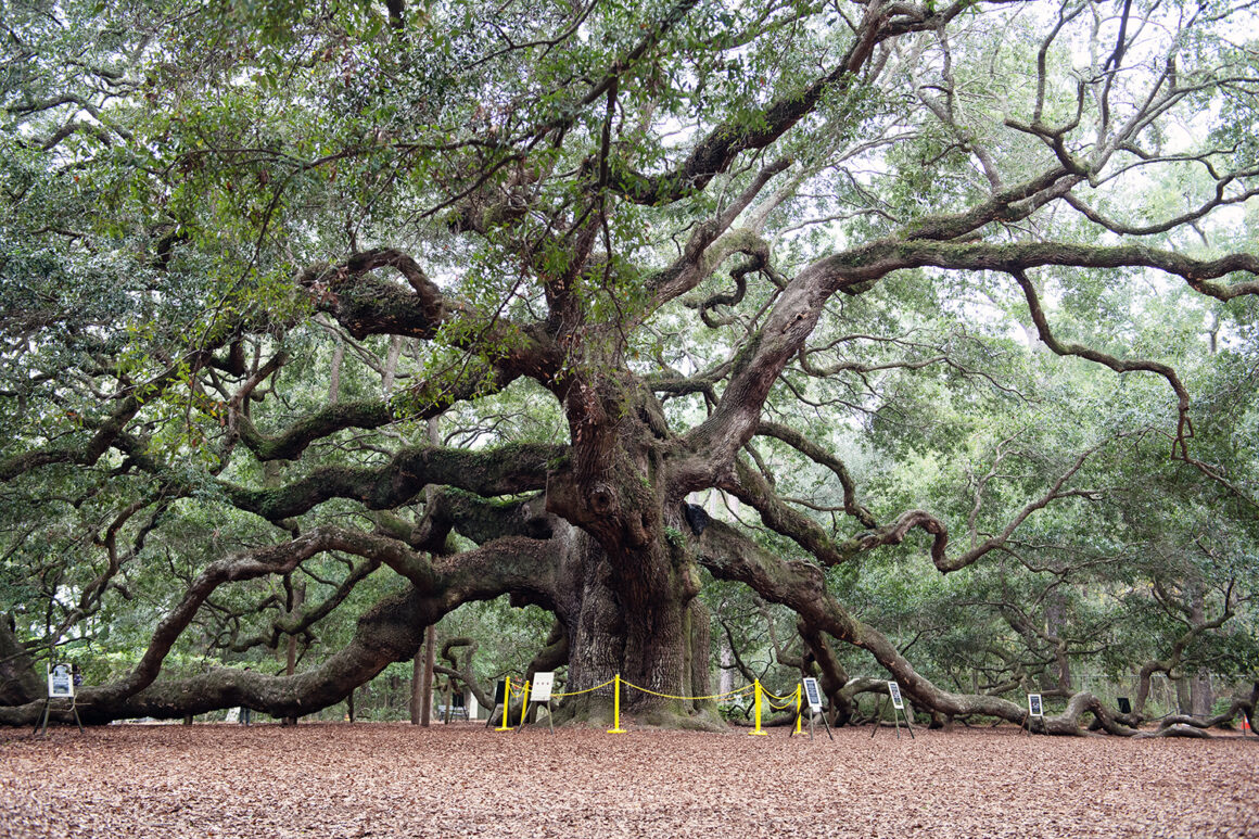 Angel Oak Tree In Charleston SC