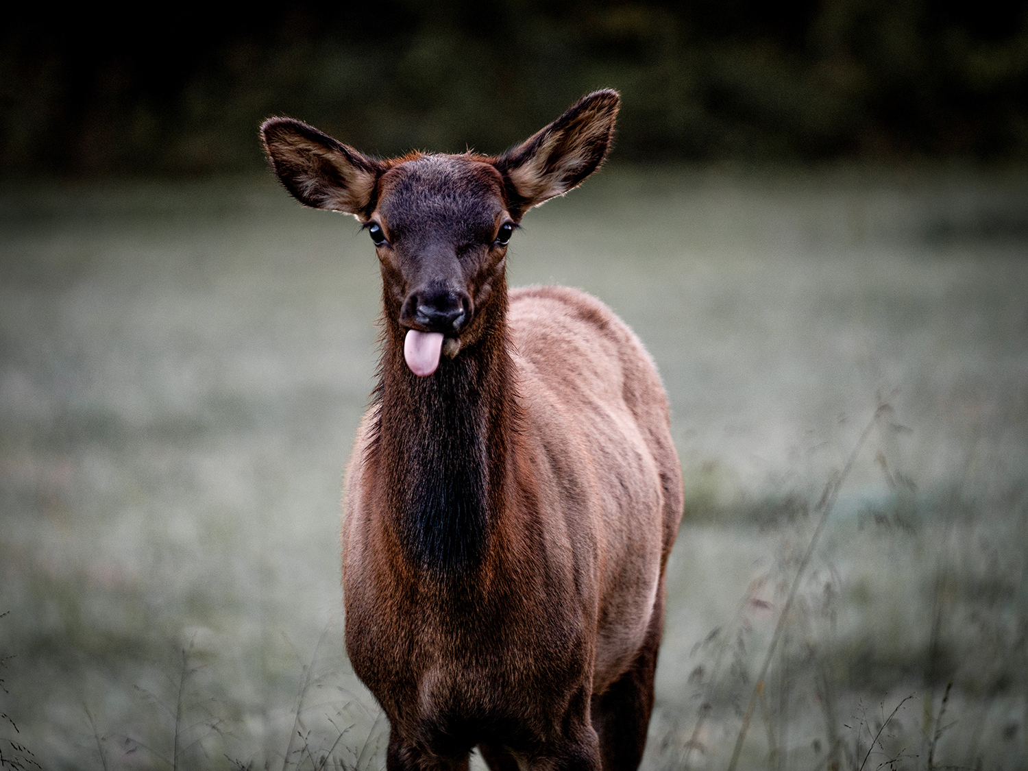 The Best Places To See The Elk In NC Mountains