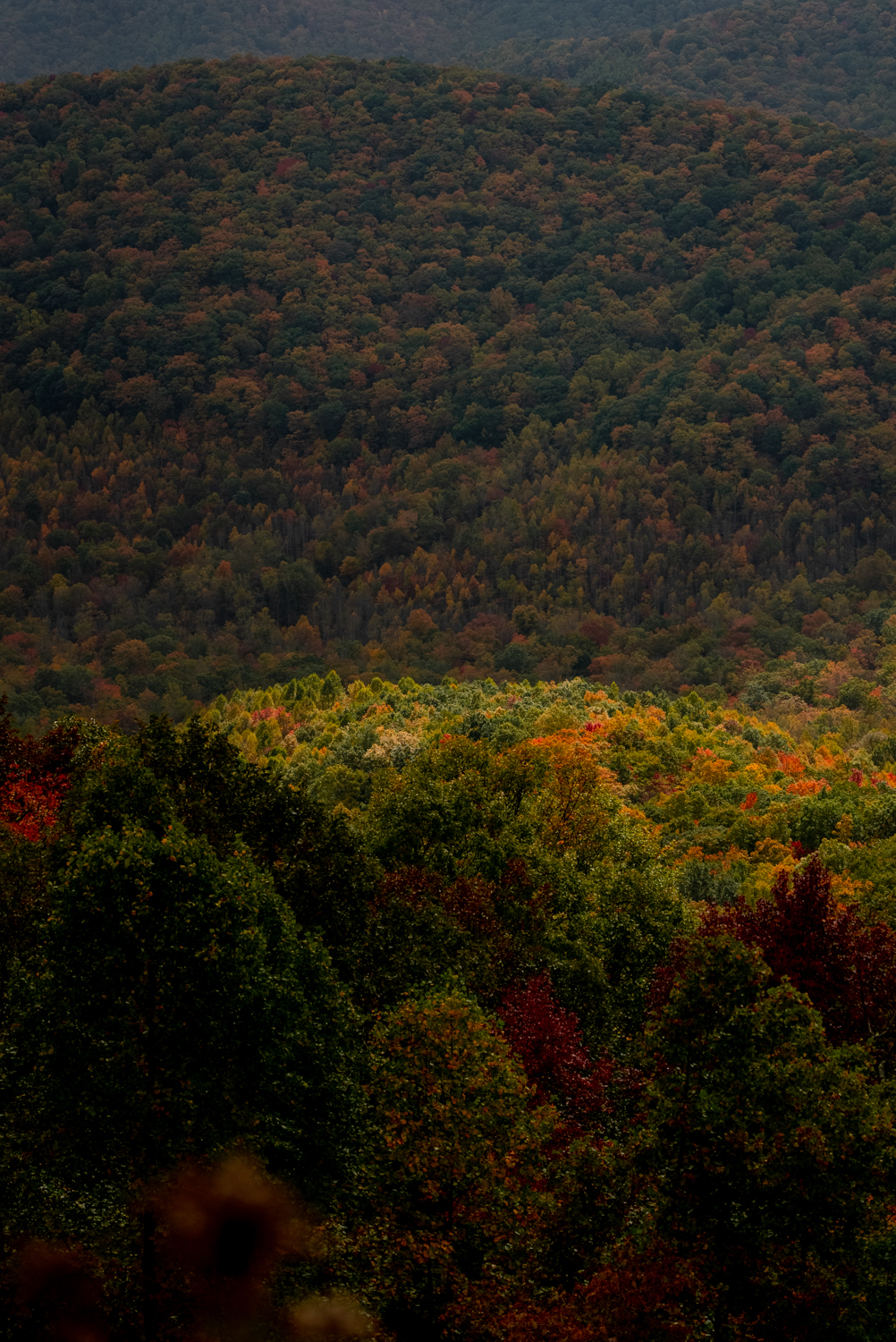 Colorful leaves near Great Smoky Mountains National Park