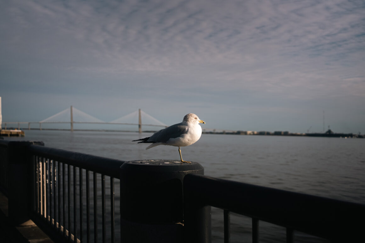 Seagull With Ravenel Bridge In Background - Charleston SC
