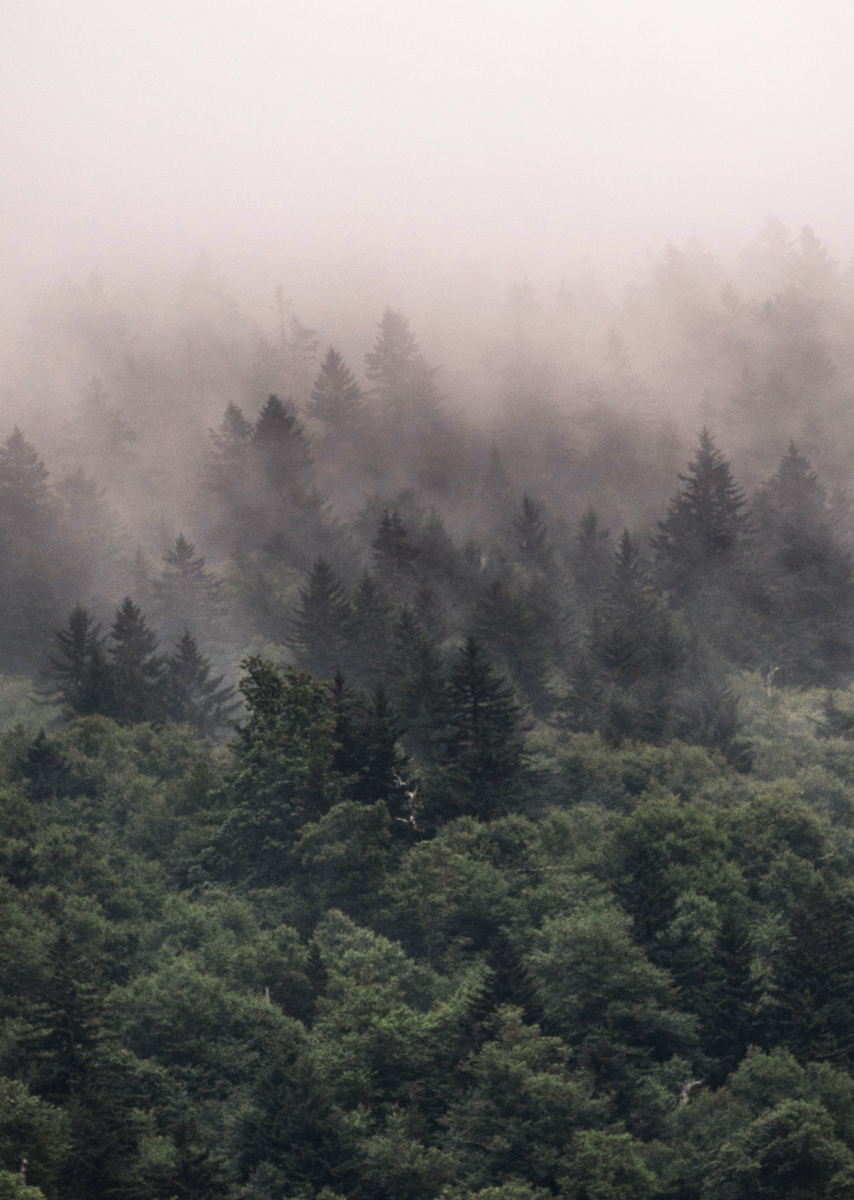 Mist in the fir trees near Mt Mitchell North Carolina
