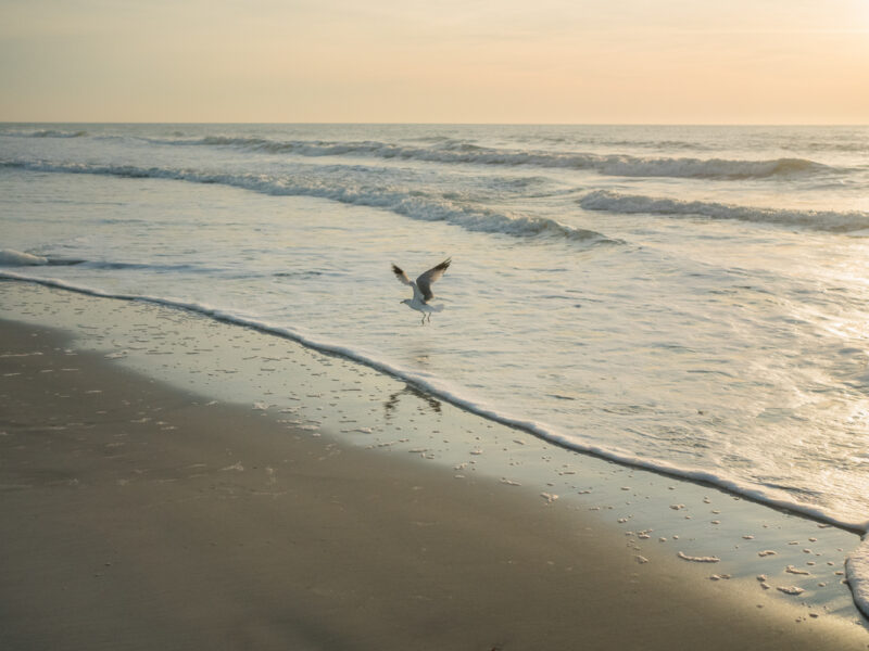 looking-for-things-to-do-in-raleigh-nc-with-kids