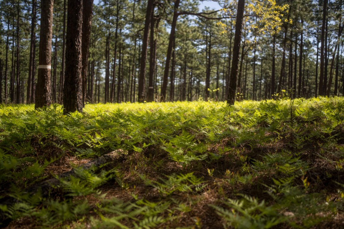 Bright green vibrant ferns in Weymouth Woods in Southern Pines NC