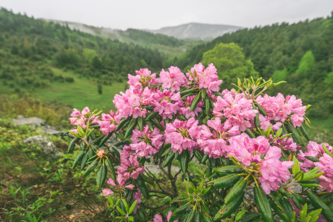 Things To Do Near Boone NC A Mountain Paradise