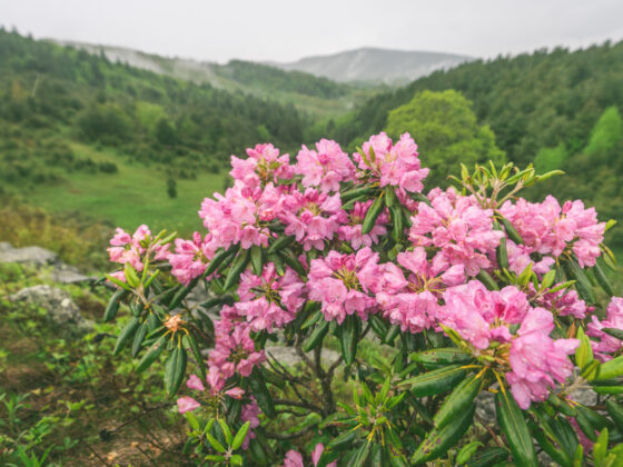 Spring rhododendrons in full bloom in Boone NC