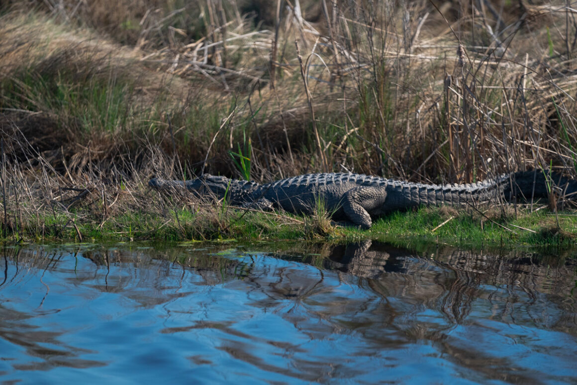 Alligator in Pinckney Island Refuge