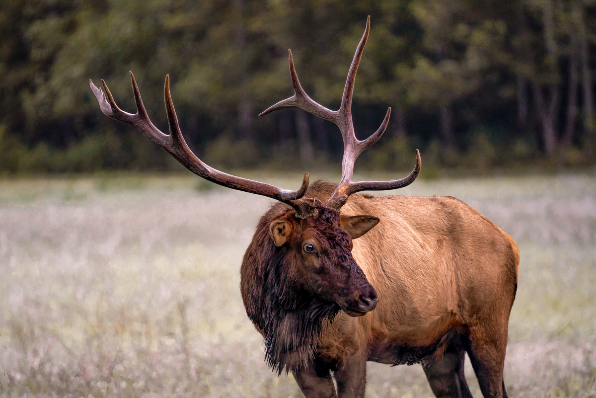 The Definitive Guide To The Best Outdoor Activities In Asheville NC