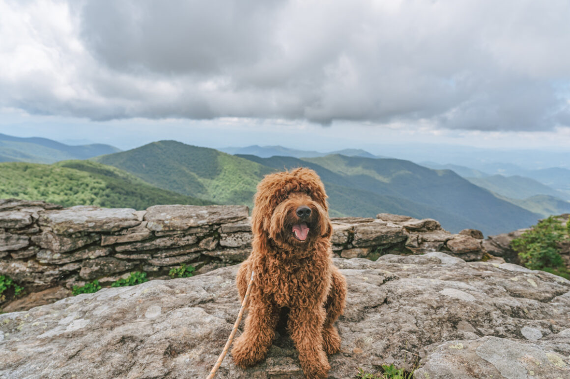 Dog at the top of Craggy Pinnacle