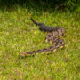 Rattlesnakes in NC