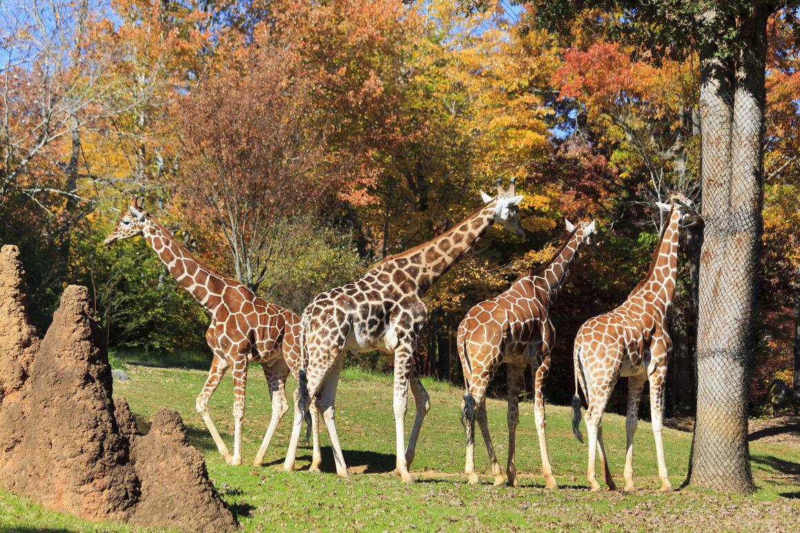 Giraffes At NC Zoo In Asheboro
