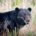 Black bear in eastern North Carolina's Alligator River National Wildlife Refuge
