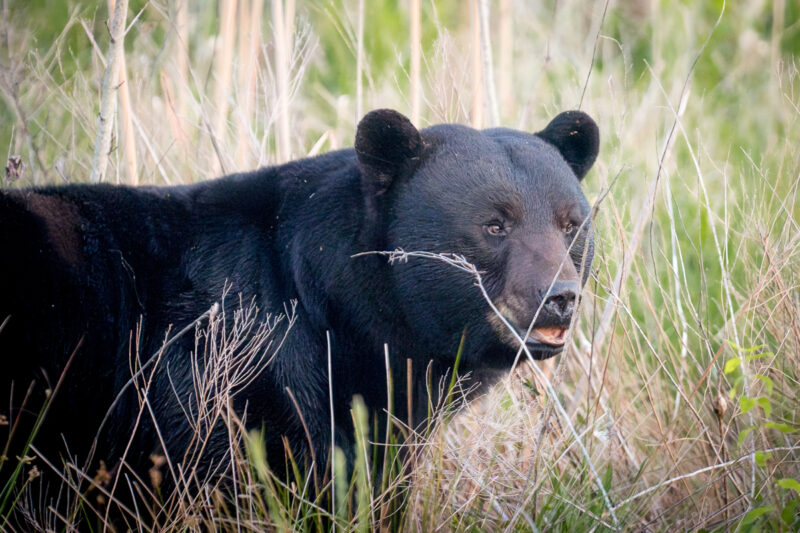 Black bear in eastern North Carolina's Alligator River National Wildlife Refuge