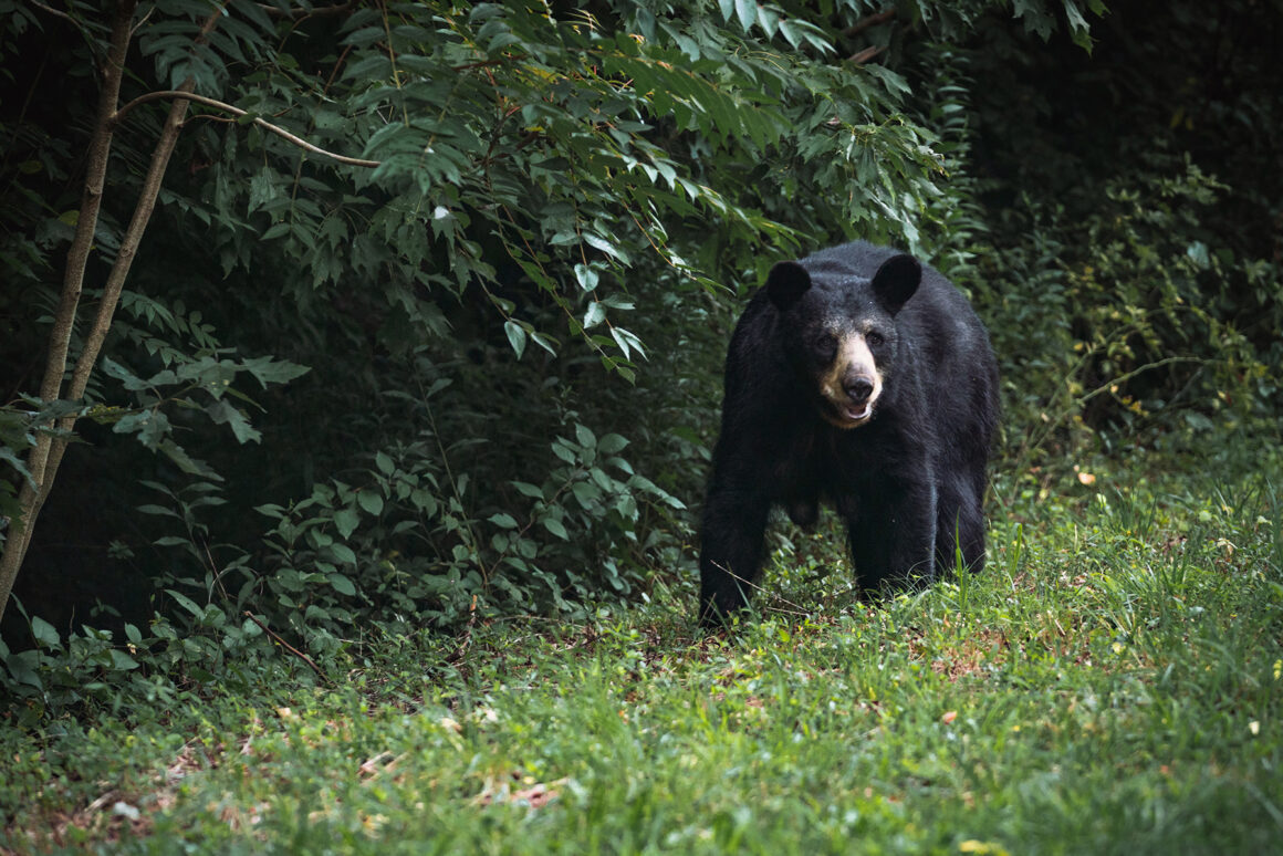 Western NC black bear near the Blue Ridge Parkway