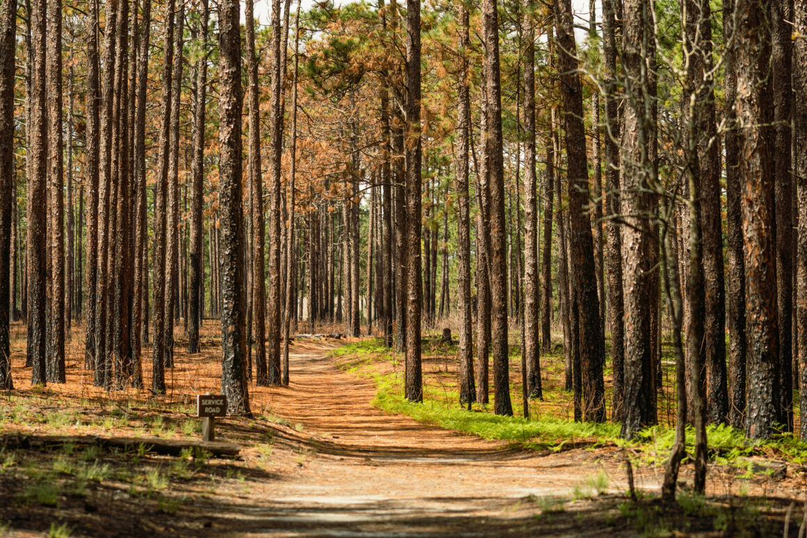 free things to do with kids in Southern Pines weymouth woods