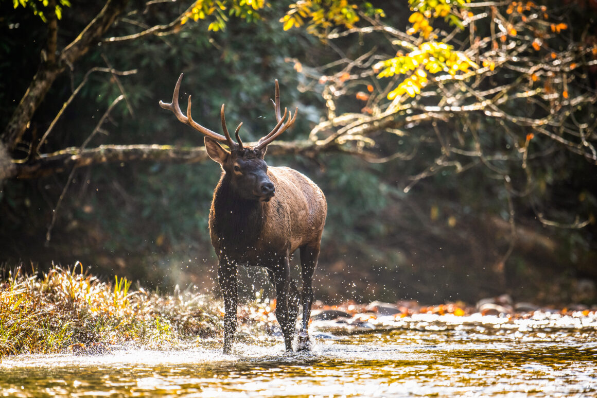 Fall on the Blue Ridge Parkway includes a stop for elk near Cherokee