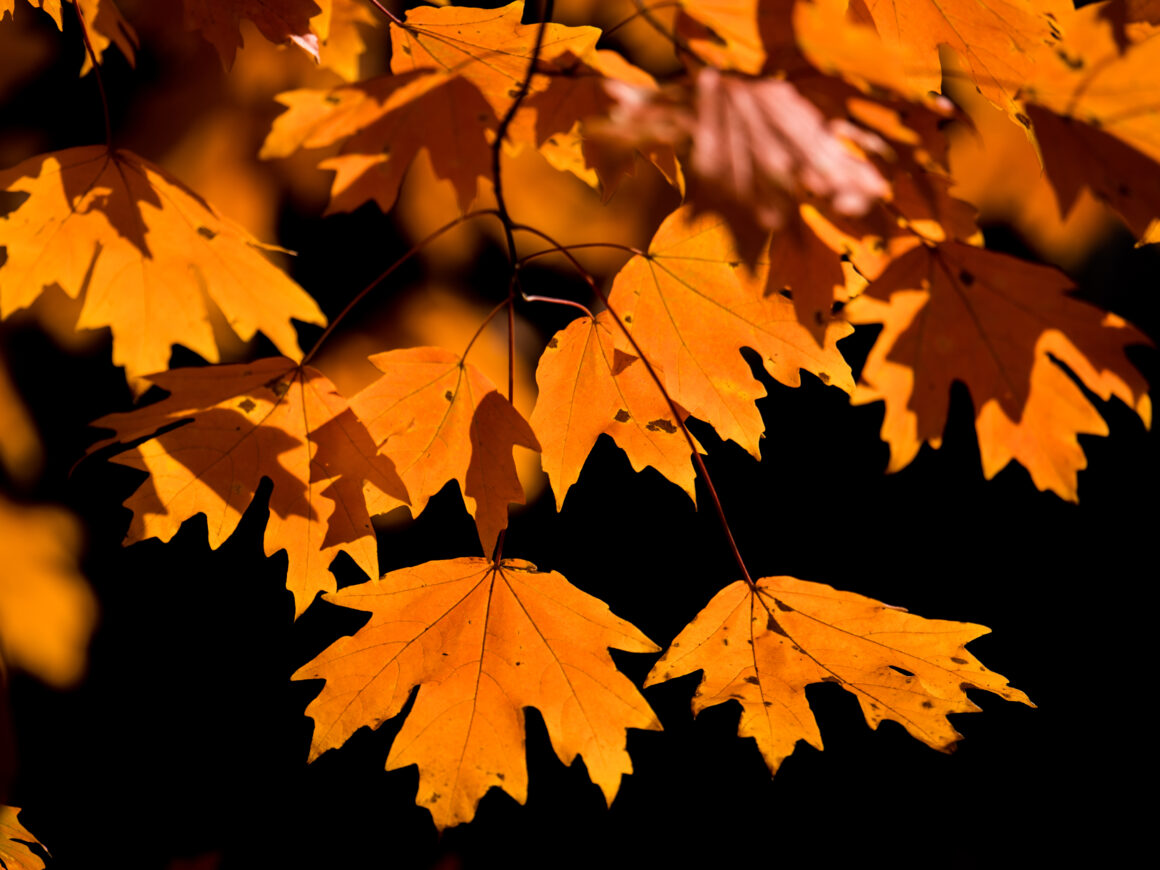 Experience The 25th Annual Peach Festival Candor NC