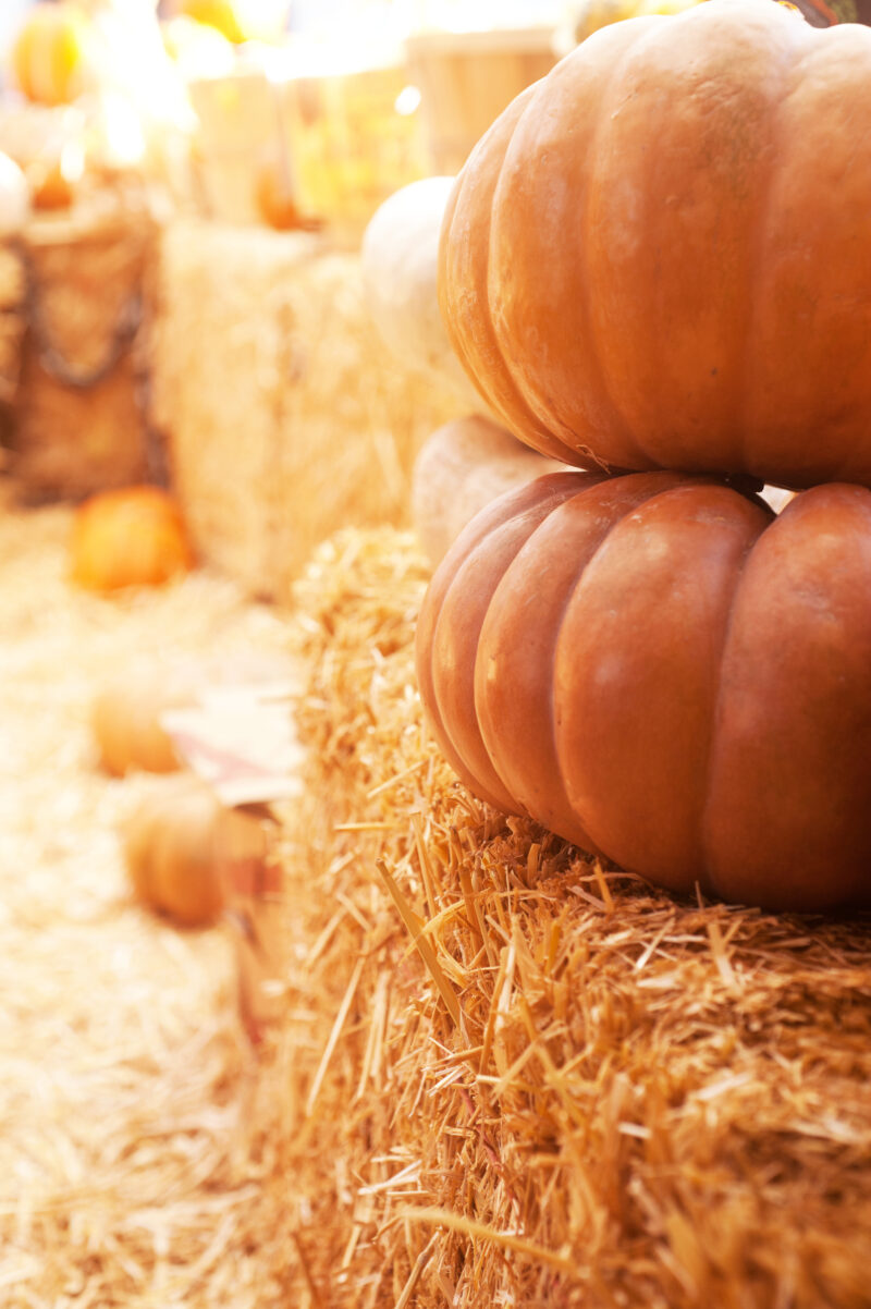 York County sc fall events