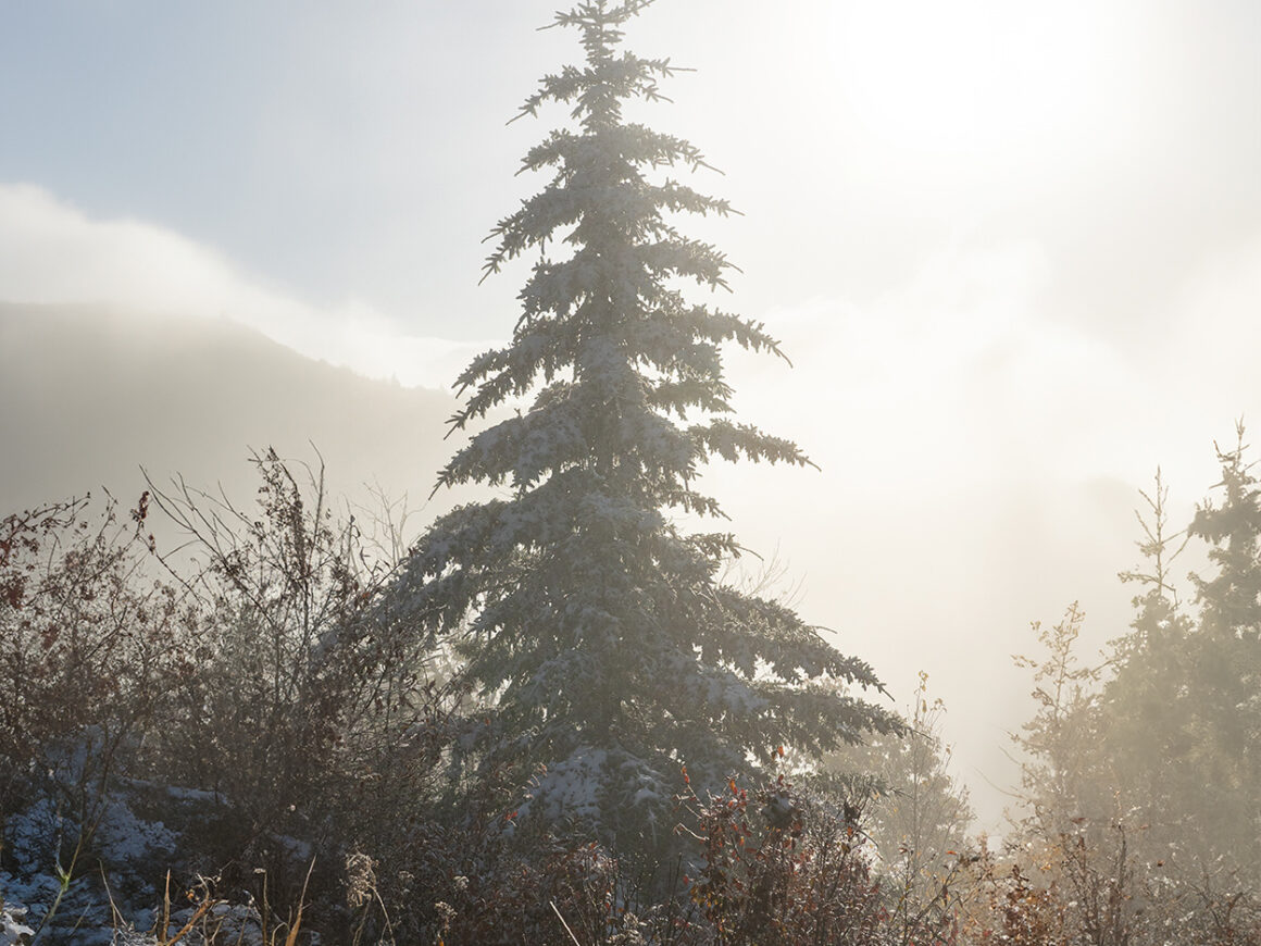 Where To Have A White Christmas In North Carolina