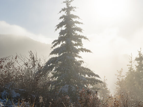 Christmas Trees In NC