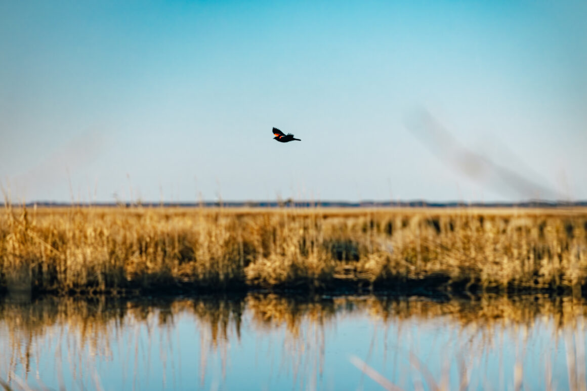 the sanderling feather & form
