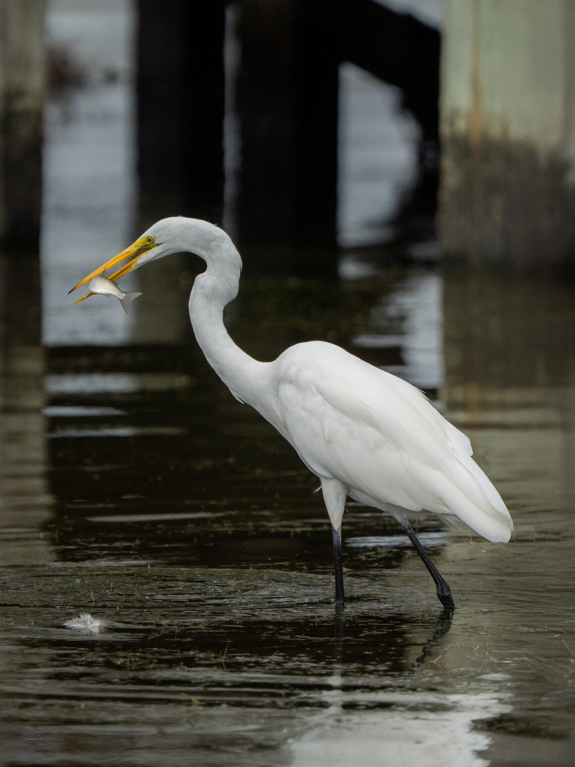 Northern Outer Banks