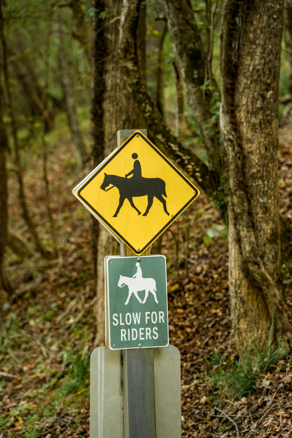 Leatherwood Mountains Wilkes County Blue Ridge NC